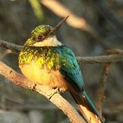 Rufous-tailed Jacamar