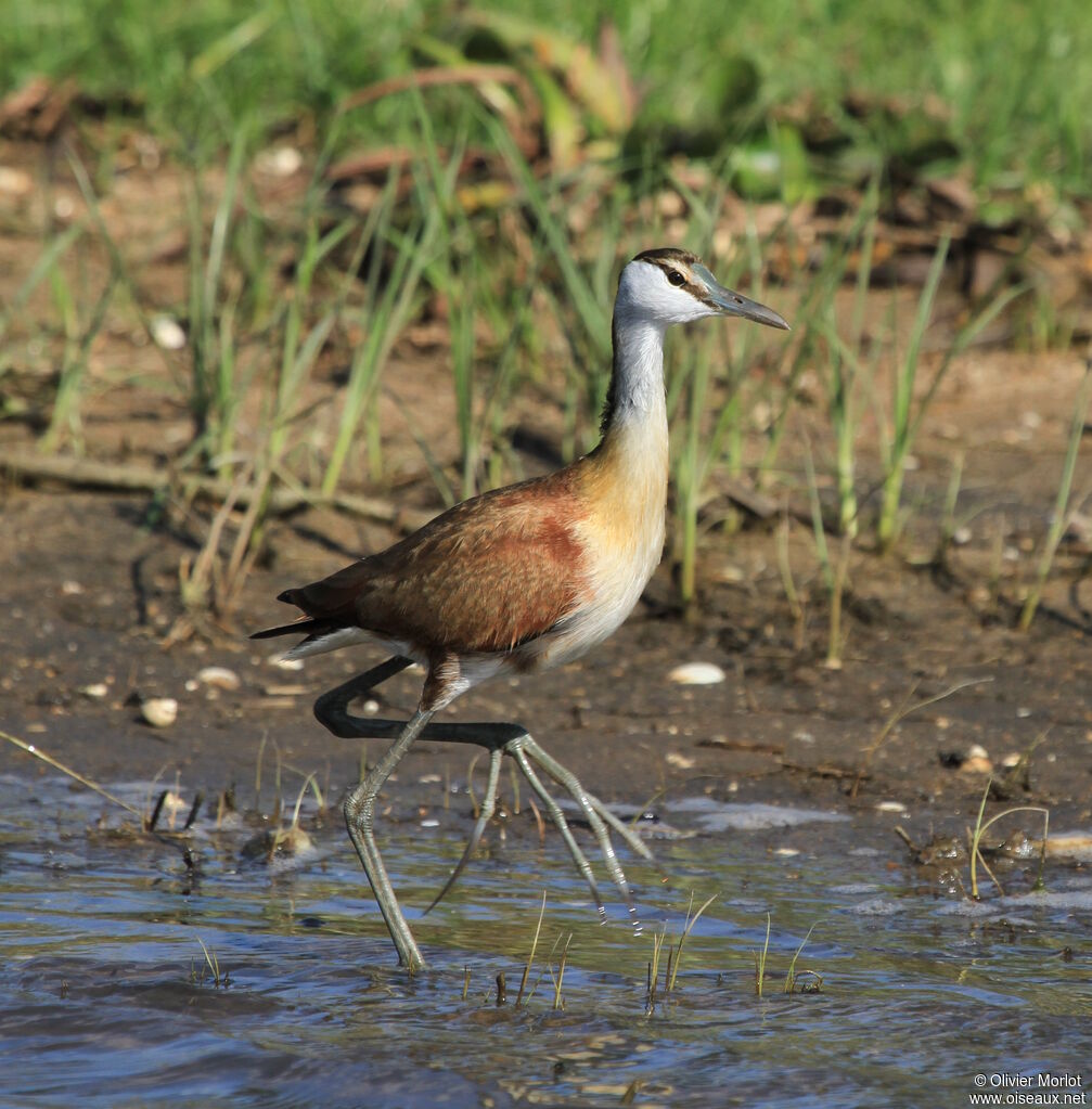 Jacana à poitrine dorée