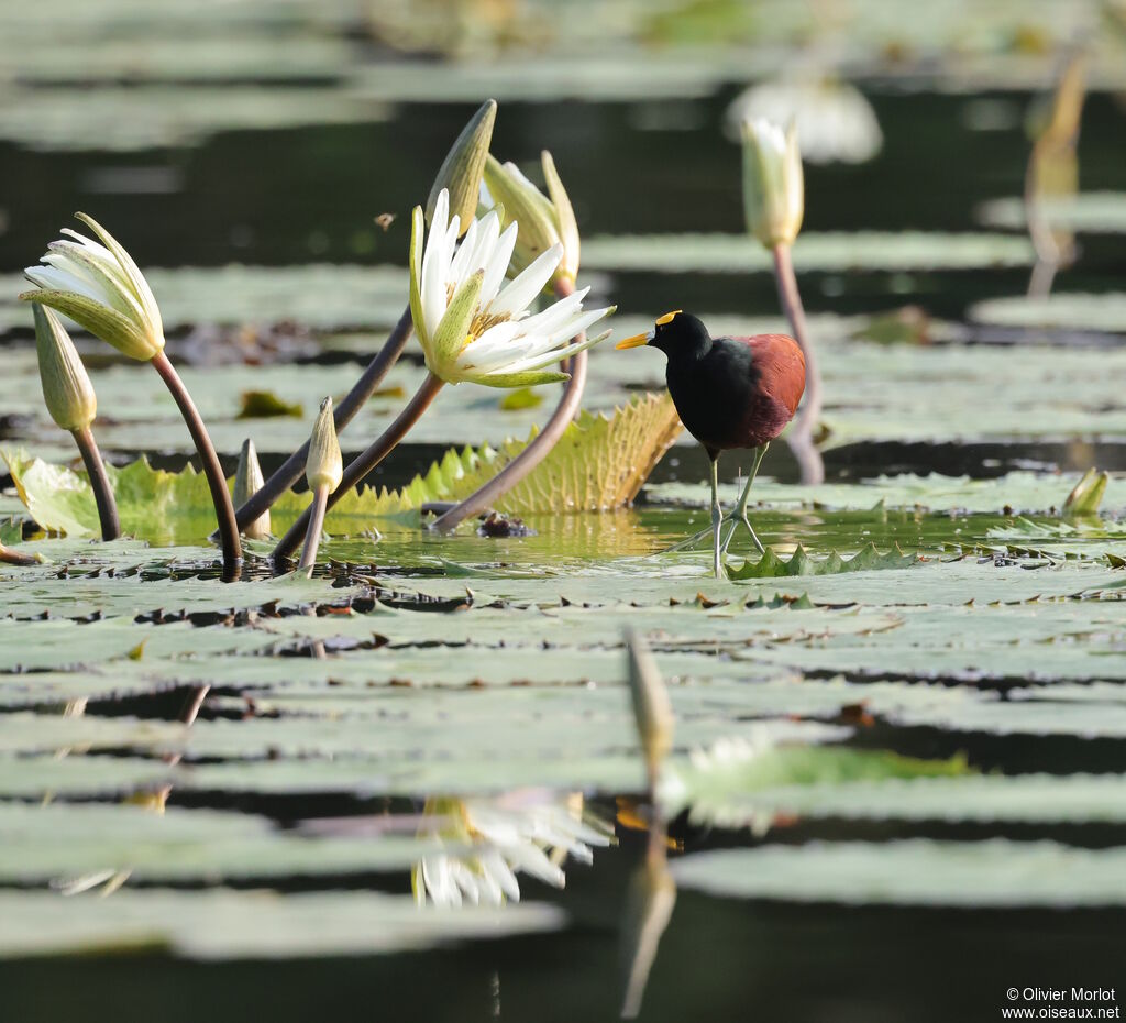 Jacana du Mexique