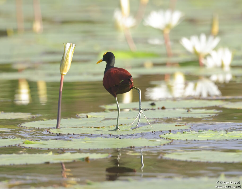 Jacana du Mexique