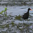 Jacana noir