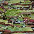 Jacana noir