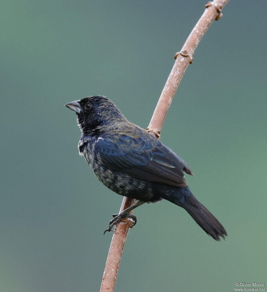 Blue-black Grassquit