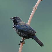 Blue-black Grassquit