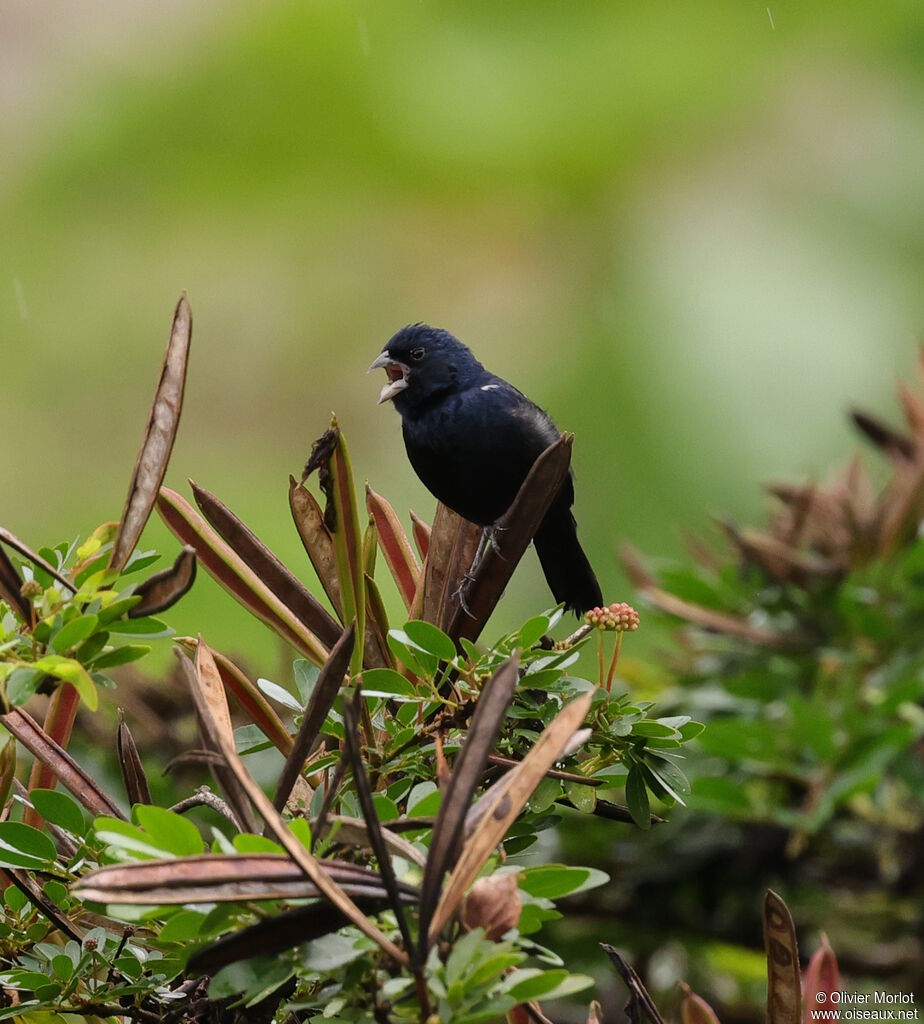 Blue-black Grassquit