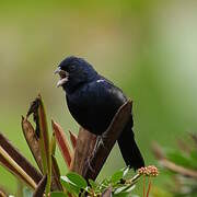 Blue-black Grassquit