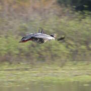 Southern Screamer