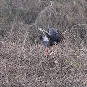 Southern Screamer