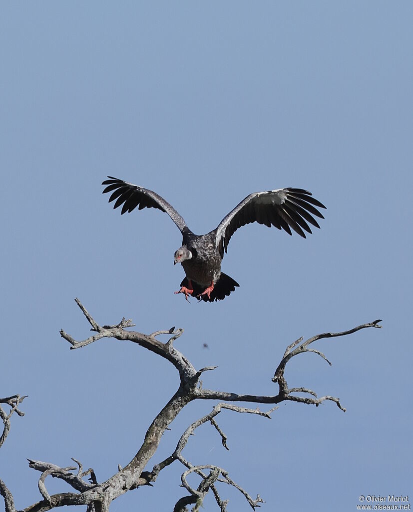 Southern Screamer