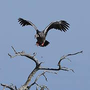 Southern Screamer