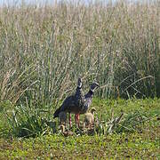 Southern Screamer