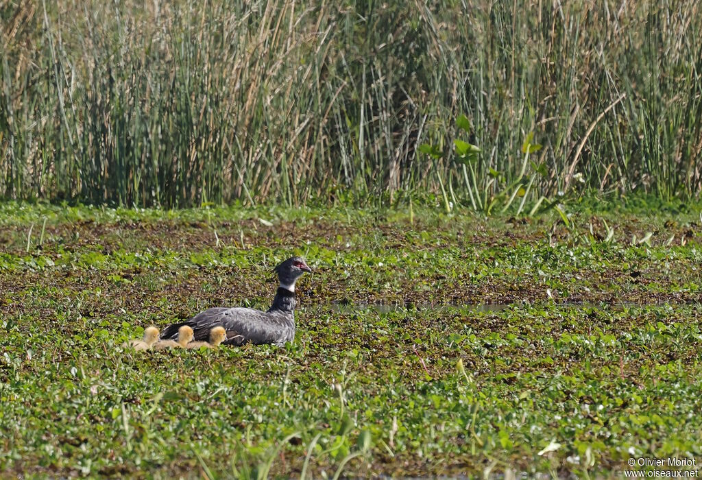 Southern Screamer