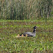 Southern Screamer