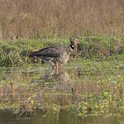 Southern Screamer