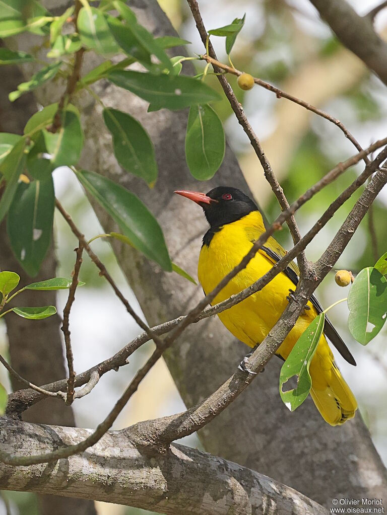 Black-headed Oriole