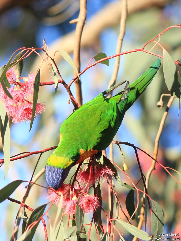 Coconut Lorikeet