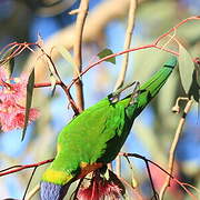 Coconut Lorikeet