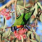 Coconut Lorikeet