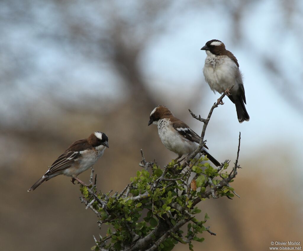 White-browed Sparrow-Weaver