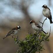 White-browed Sparrow-Weaver