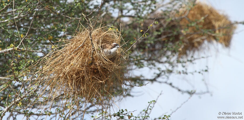 White-browed Sparrow-Weaver