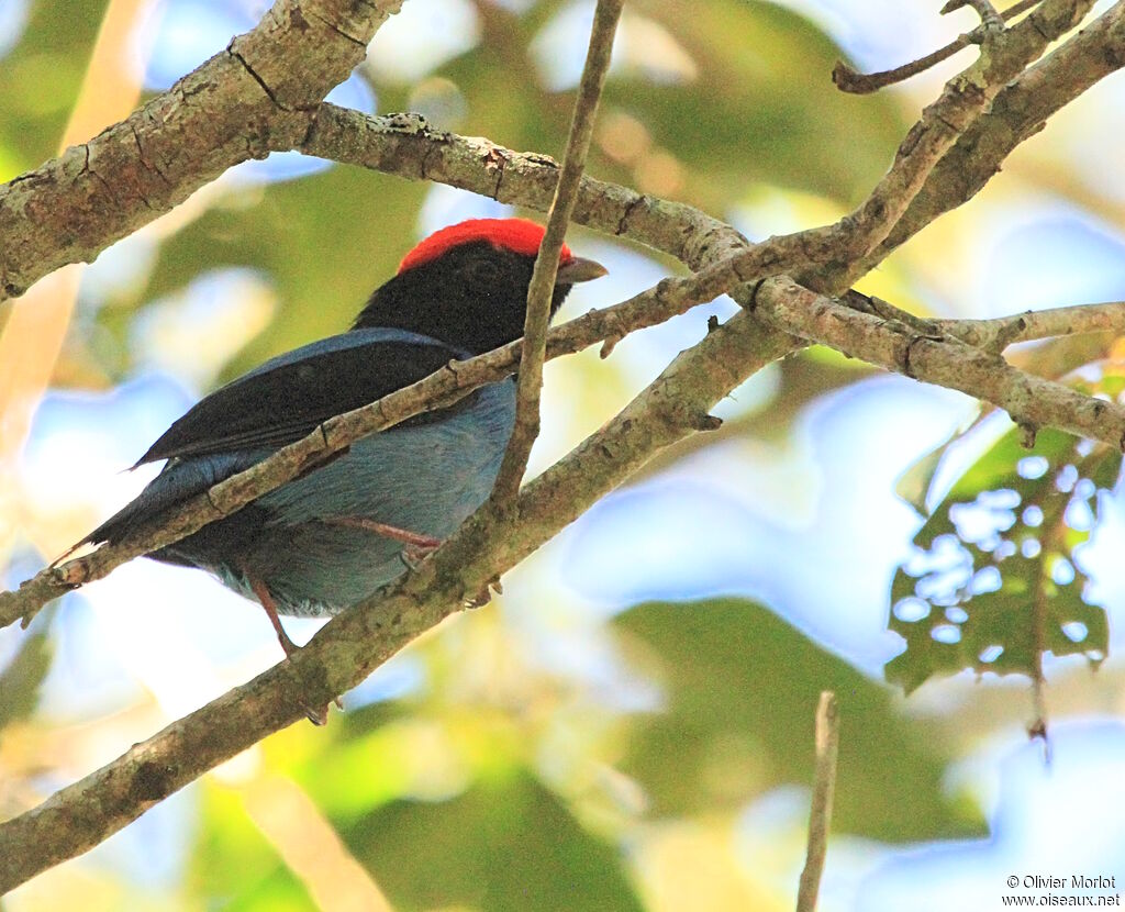 Blue Manakin male