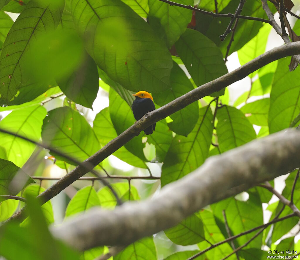 Manakin à tête d'or