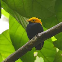 Manakin à tête d'or