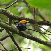 Manakin à tête d'or