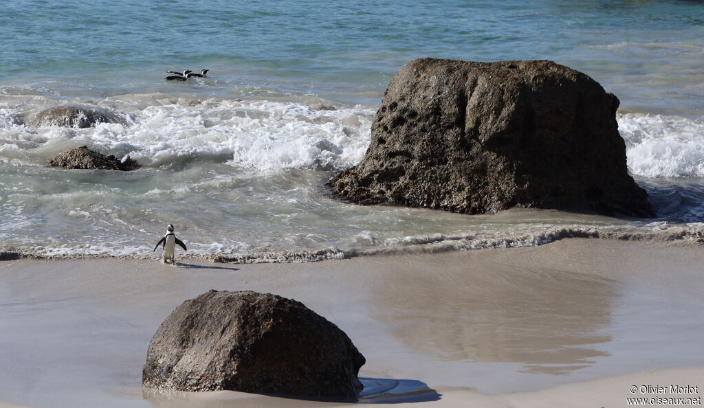 African Penguin