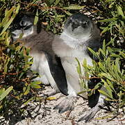 African Penguin