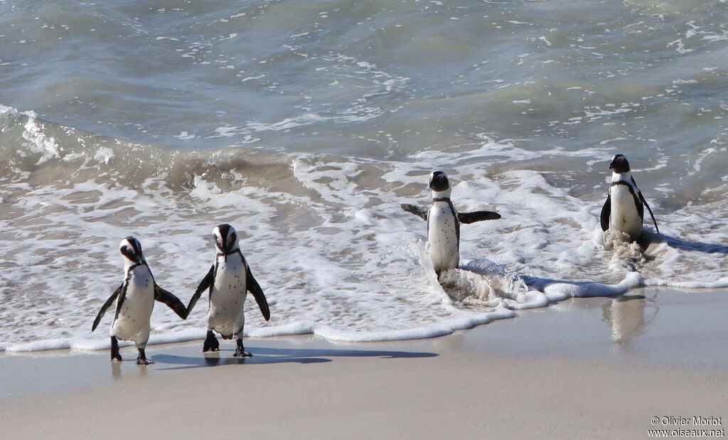 African Penguin