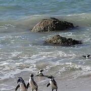 African Penguin