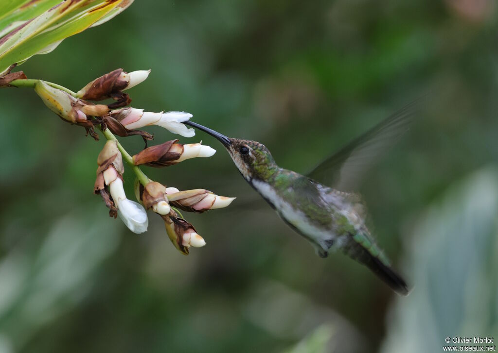 Black-throated Mango