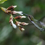 Black-throated Mango