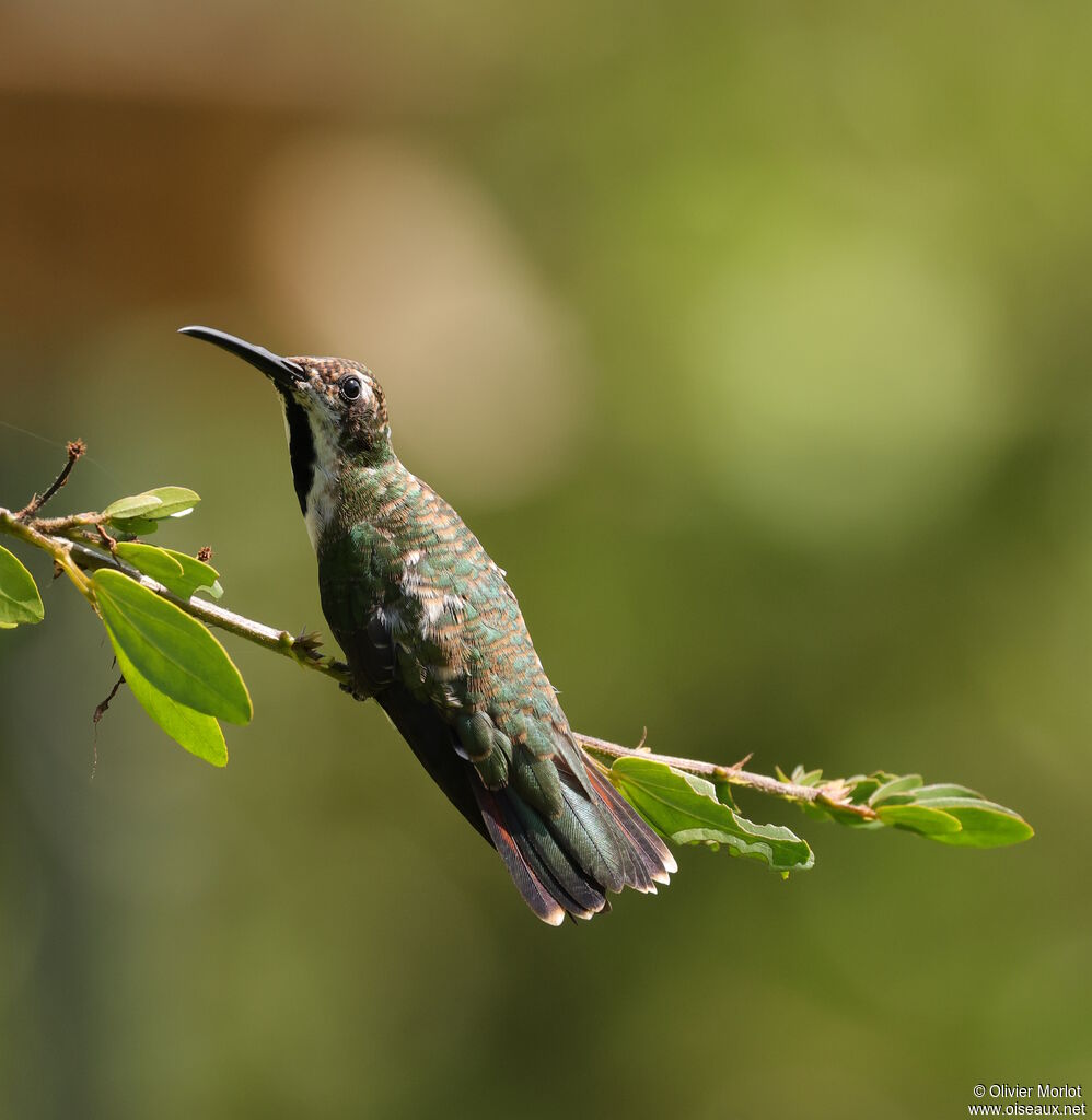 Black-throated Mango