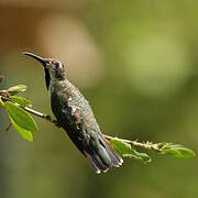 Black-throated Mango