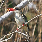 Brown-hooded Kingfisher