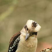 Laughing Kookaburra