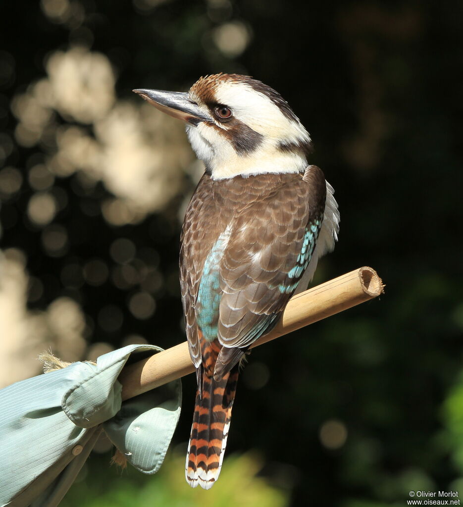 Martin-chasseur géant