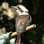 Martin-chasseur géant