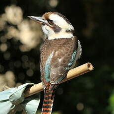 Martin-chasseur géant