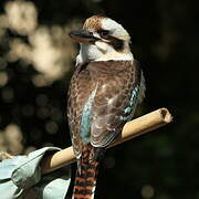 Laughing Kookaburra