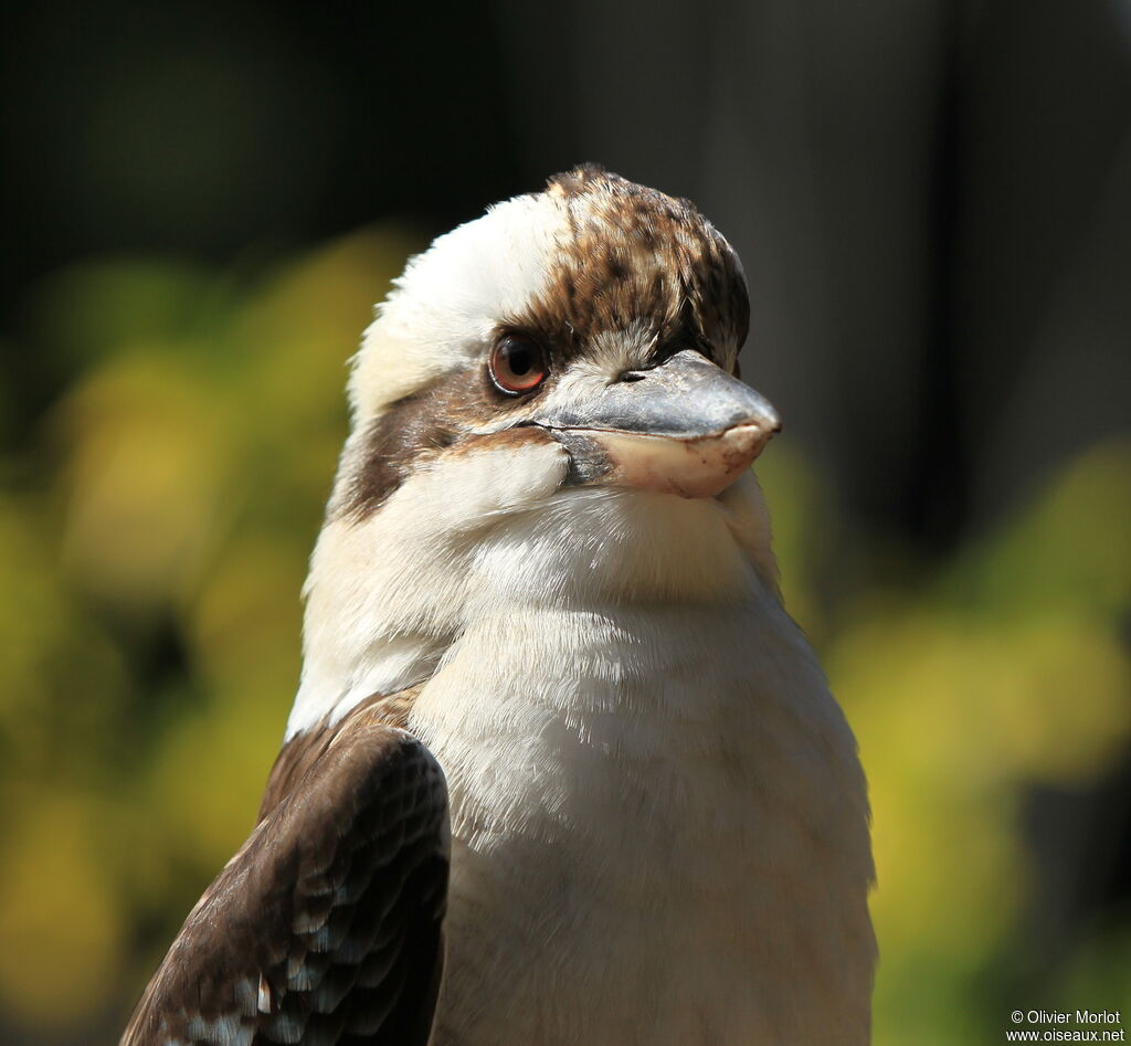 Laughing Kookaburra