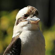 Laughing Kookaburra