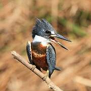 Ringed Kingfisher