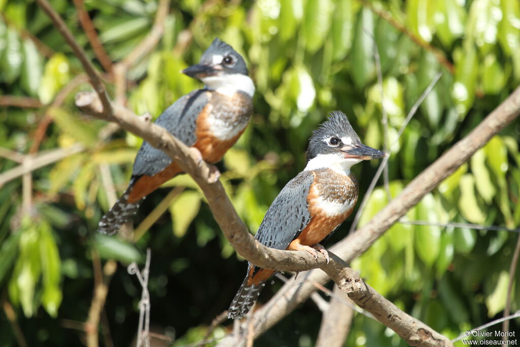 Ringed Kingfisher