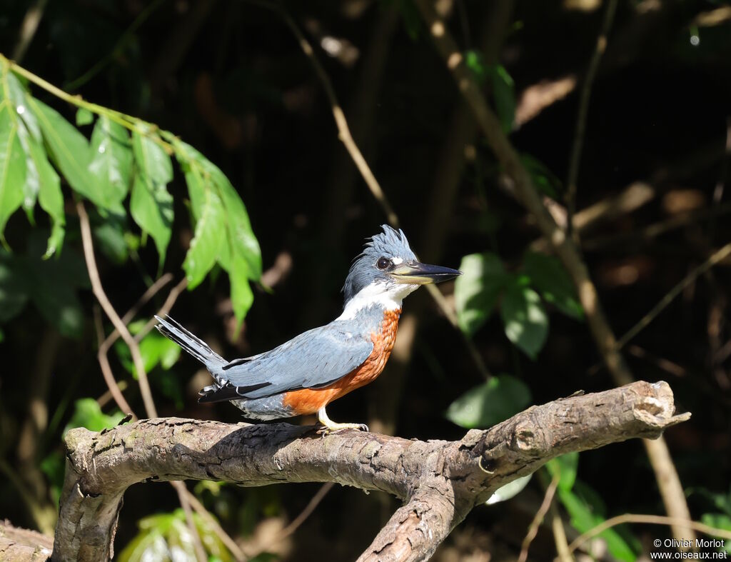 Martin-pêcheur à ventre roux