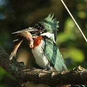 Amazon Kingfisher