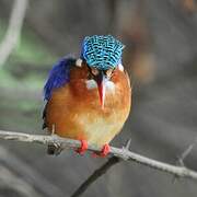 Malachite Kingfisher